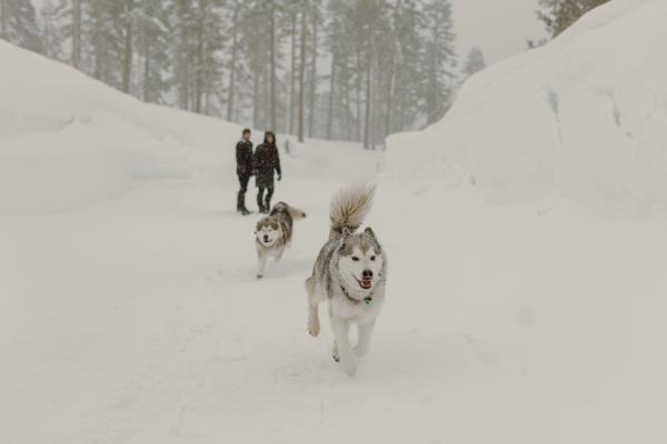 two huskies running toward the camera with a couple in the background
