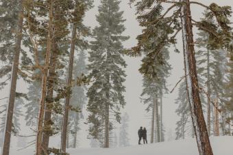 Couple in the snow surrounded by tall pine trees